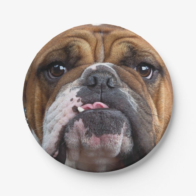 Assiettes En Carton Oreillers à lancer de Bulldog anglais (Devant)