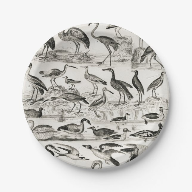 Assiettes En Carton Ornithologie noire et blanche Collection d'oiseaux (Devant)