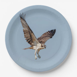 Assiettes En Carton Osprey juvénile en vol