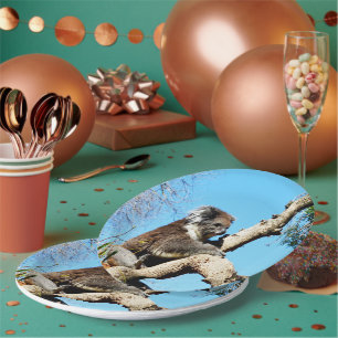 Assiettes En Carton Ours De Koala Dans L'Ancien Pin,
