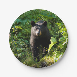 Assiettes En Carton Ours noir curieux