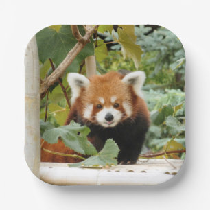 Assiettes En Carton Panda rouge