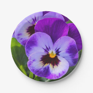 Assiettes En Carton Pansy de pong géant remplit ce