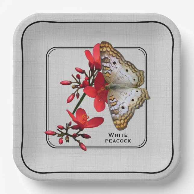 Assiettes En Carton Papillon blanc Peacock Gros plan Photographie (Recto)