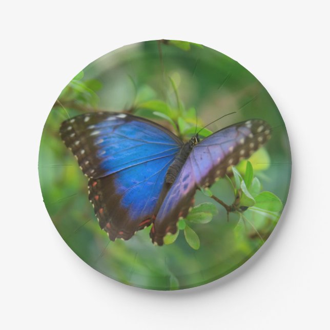 Assiettes En Carton Papillon bleu (Devant)
