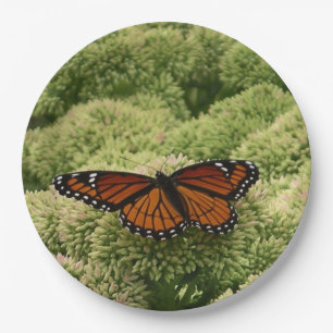 Assiettes En Carton Papillon Viceroy Belle photographie de la nature