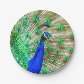 Assiettes En Carton Peacock Plumage