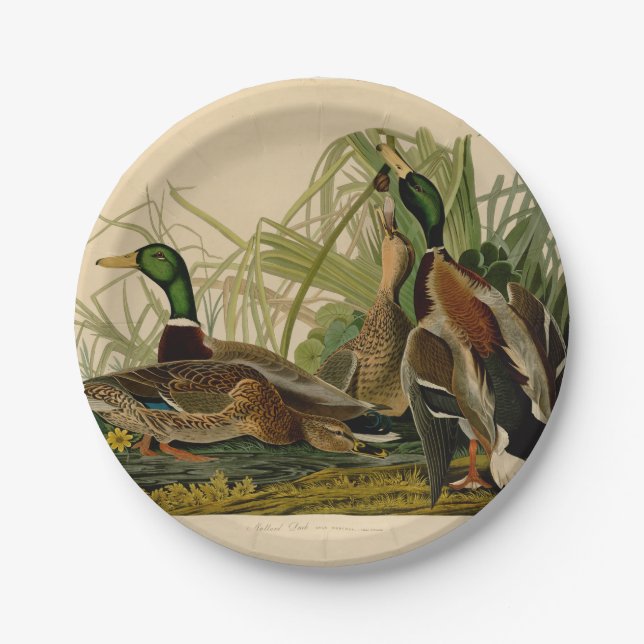 Assiettes En Carton Peinture d&#x27;oiseaux de Mallard Duck Audubon (Devant)