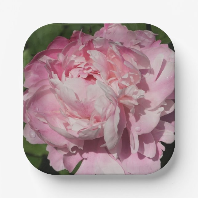 Assiettes En Carton Peony rose (Recto)