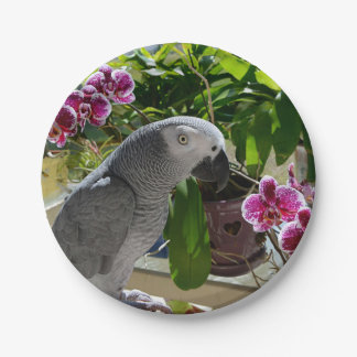 Assiettes En Carton Perroquet gris africain aux orchidées
