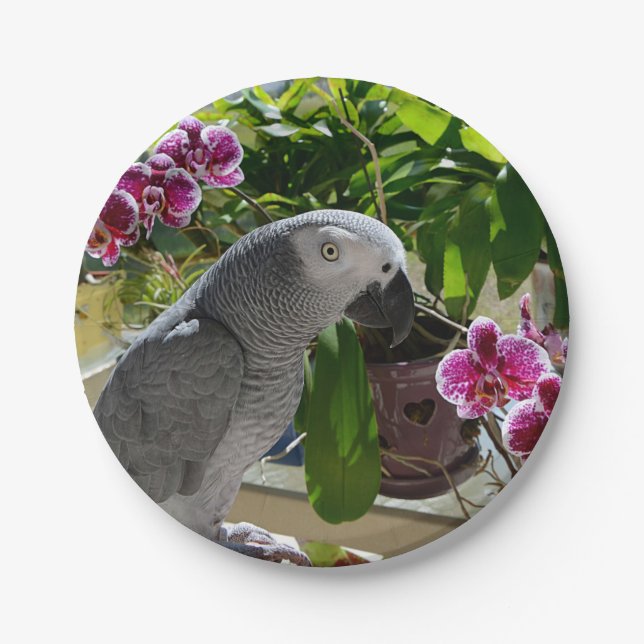 Assiettes En Carton Perroquet gris africain aux orchidées (Devant)