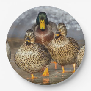 Assiettes En Carton Photo de la faune de Mallard Ducks