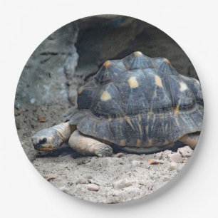 Assiettes En Carton Photo de reptile de tortue sauvage