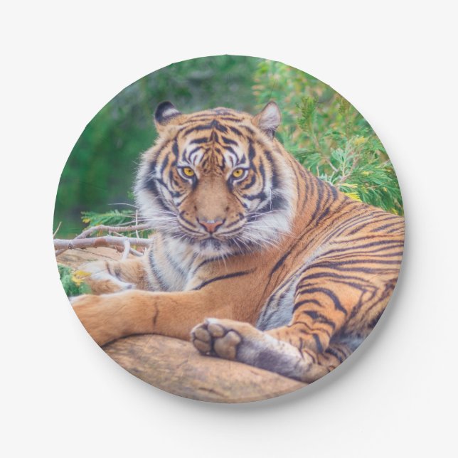 Assiettes En Carton Photo de tigre étonnante (Devant)
