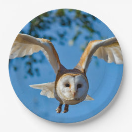 Assiettes En Carton Photo de vol de Barn Owl