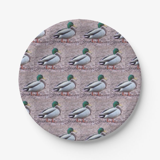 Assiettes En Carton Photo Mallard Duck (Devant)