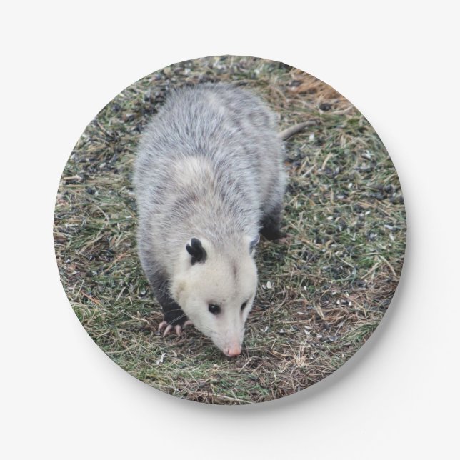 Assiettes En Carton Photo Opossum (Devant)