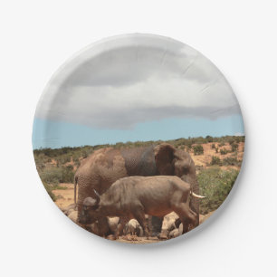 Assiettes En Carton Photographie africaine de la faune Elephant Buffal