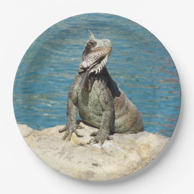 Assiettes En Carton Photographie de la faune tropicale Iguana à St. Th (Devant)