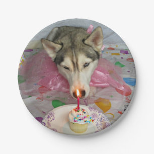 Assiettes En Carton Plaque d'anniversaire Cuisine Sibérienne Husky