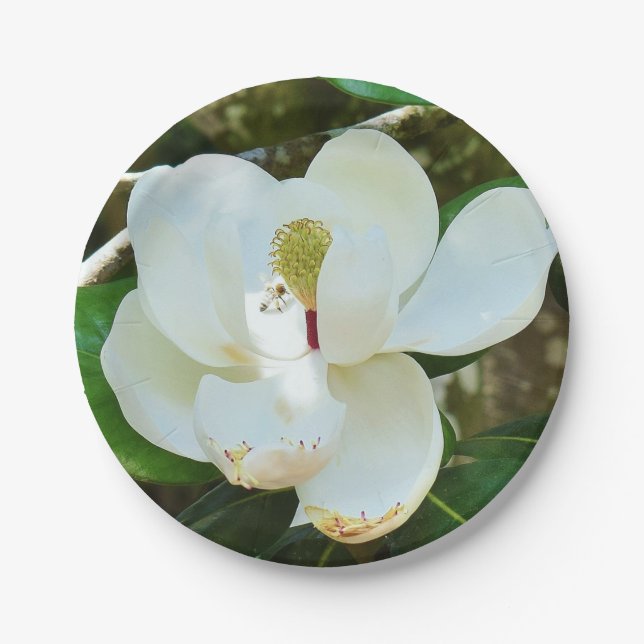 Assiettes En Carton Plaque de papier Magnolia blanc (Devant)
