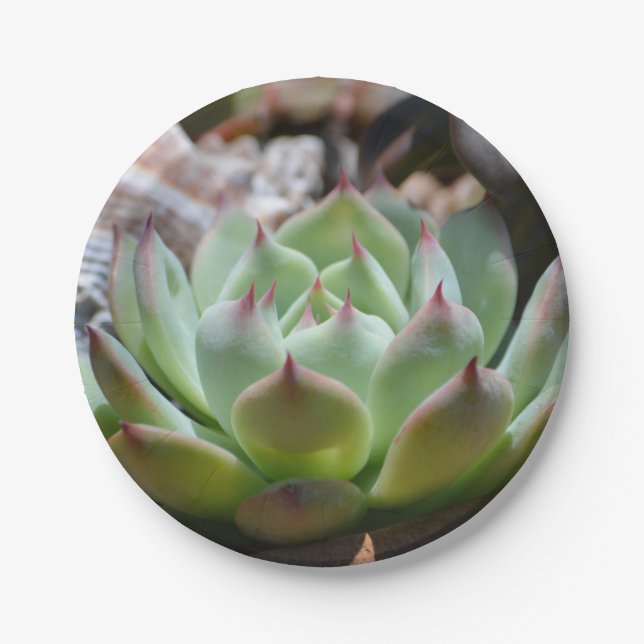 Assiettes En Carton Plaque de papier succulente (Devant)