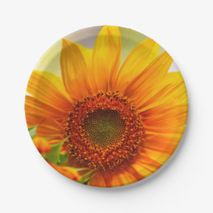 Assiettes En Carton Plaque de papier tournesol