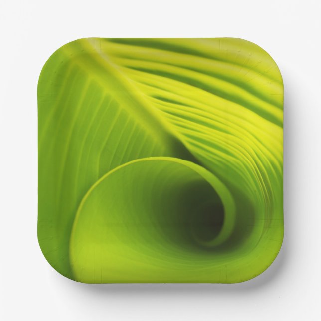 Assiettes En Carton Plaque en papier."Élégance écologique : Conception (Recto)