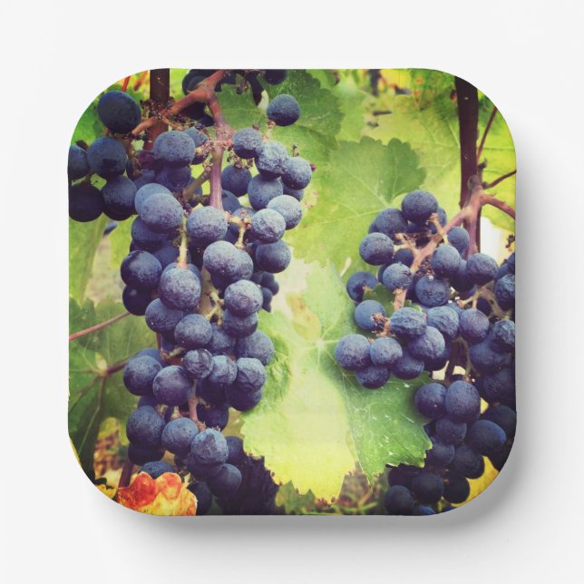 Assiettes En Carton Plaque en papier graphique (Recto)