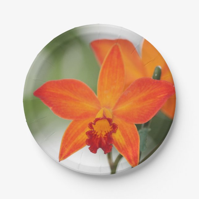 Assiettes En Carton Plaque en papier orangé tropical (Devant)