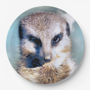Assiettes En Carton Plaque papier MEERKAT