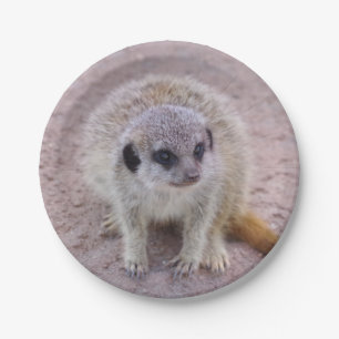 Assiettes En Carton Plaques à papier de Meerkat