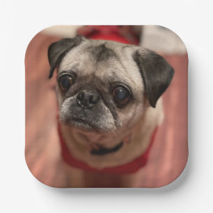 Assiettes En Carton Plaques carlin