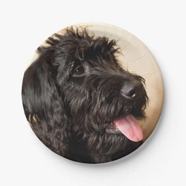 Assiettes En Carton Plaques de papier Labradoodle, 7 pouces (Devant)