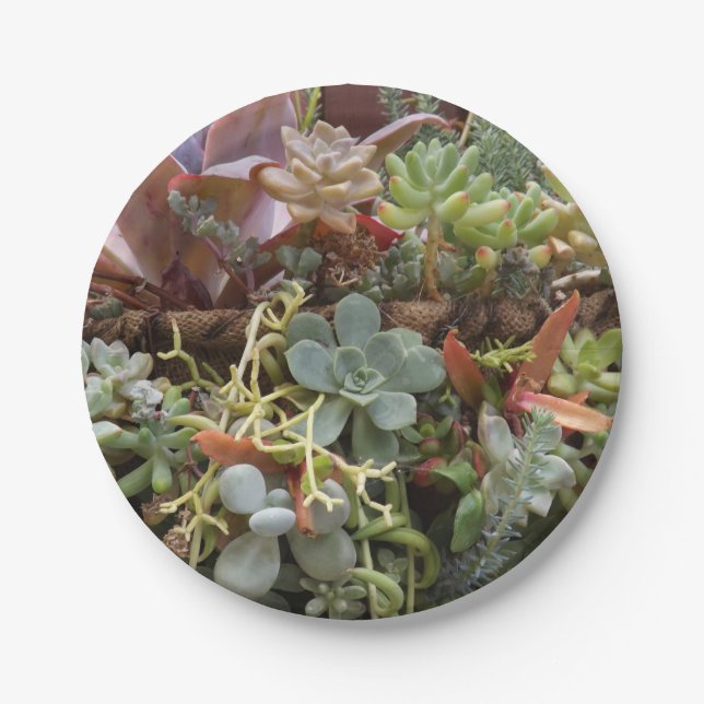 Assiettes En Carton Plaques de papier succulentes (Devant)