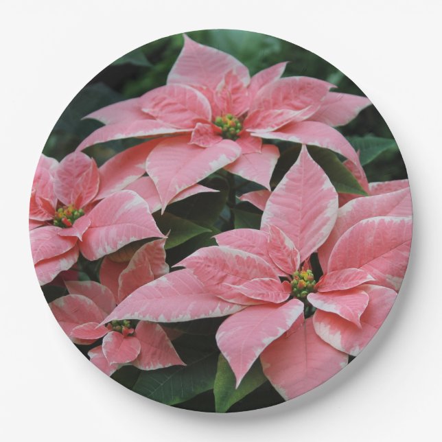 Assiettes En Carton Plaques en papier Poinsettia (Devant)
