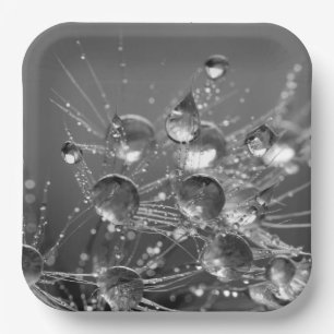 Assiettes En Carton Plates de gouttelettes d'eau tranquilles