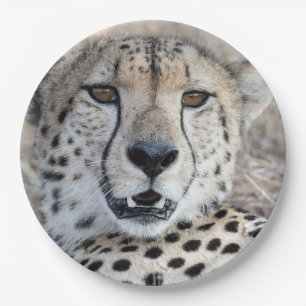 Assiettes En Carton Portrait de Cheetah