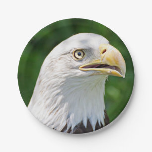 Assiettes En Carton Portrait d'un aigle à tête blanche
