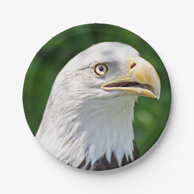 Assiettes En Carton Portrait d'un aigle à tête blanche (Devant)