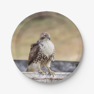 Assiettes En Carton Portrait d'un Hawk à queue rouge immature