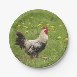 Assiettes En Carton poulet, coq, animal, oiseau, ferme, agriculture,