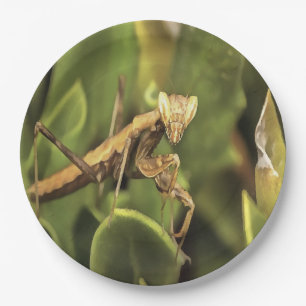 Assiettes En Carton Prière Mantis Portrait Insect Art