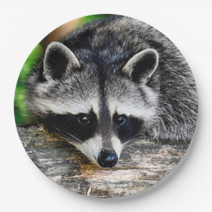 Assiettes En Carton Raccoon 003
