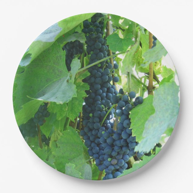 Assiettes En Carton Raisins Bleus (Devant)