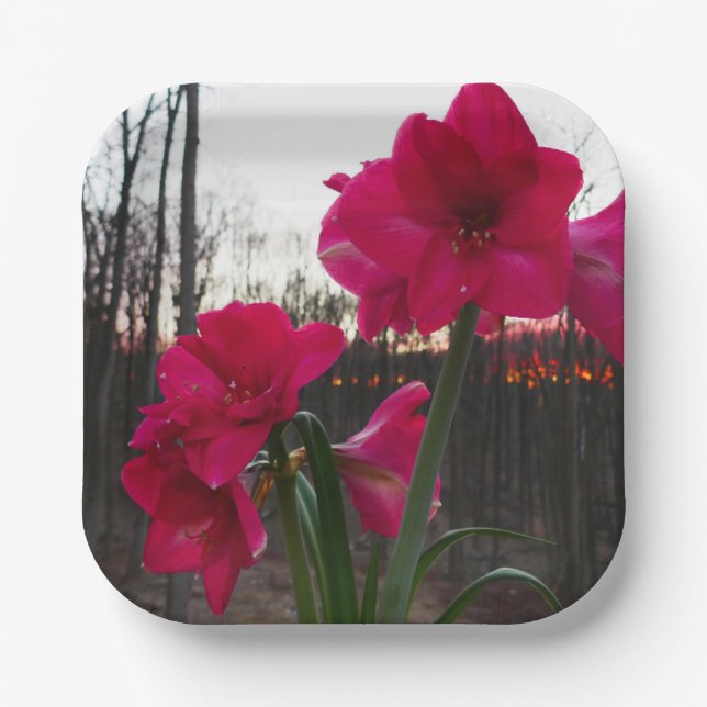 Assiettes En Carton Red Amaryllis et le lever du soleil d'hiver (Recto)