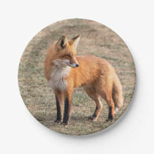 Assiettes En Carton Renard rouge dans un champ