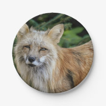 Renard sauvage