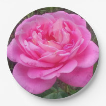 Rose rose 'Léonard de Vinci'   