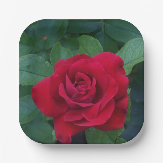 Assiettes En Carton Rose rouge proche (Recto)